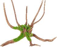 Akvariumo dekoracija Zolux Ki Pouss Spider Root, 0.24 kg, ruda/žalia, 27.5 cm, M
