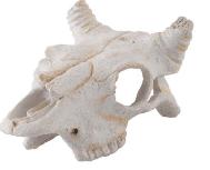 Akvariumo dekoracija Exo Terra Buffalo Skull EX-9258, balta