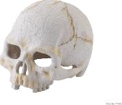 Akvariumo dekoracija Exo Terra Human Skull, balta, 8 cm