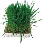 Maistas graužikams Trixie Small Animal Grass, graužikams, 0.1 kg