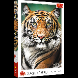 Dėlionė Trefl Tiger Portrait 26204, 85 cm x 58 cm