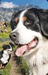 3D kortelė Worth Keeping Mini Card Bernese Mountain Dog 182641, 9 cm x 5.8 cm