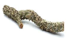 Akvariumo dekoracija Terra Natura Cork Oak Branch, 40 cm