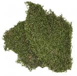 Substratas Terra Natura Moss, 0.1 kg