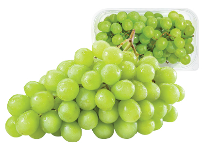 Rožė ant koto**, įvairių spalvų, 1 vaz.