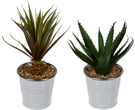 Dekoratyvinis sukulentas METAL POT, 22 cm