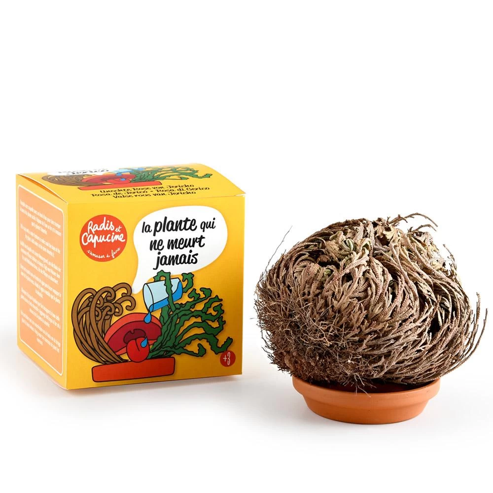 Jericho rožės auginimo rinkinys RADIS et CAPUCINE Amžinas augalas, 11 cm