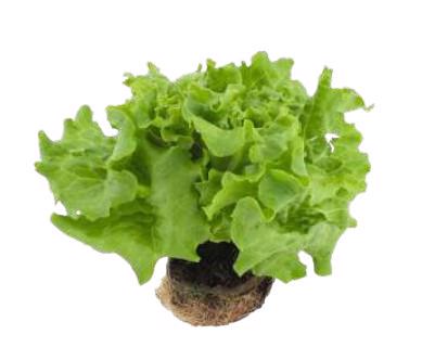 Lapinės salotos vazonėlyje LOLLO BIONDO, 1 vnt.